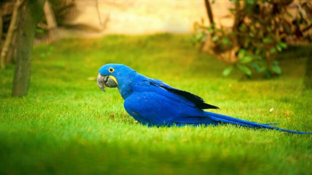 A blue parrot with vibrant feathers sitting on green grass in a natural outdoor setting