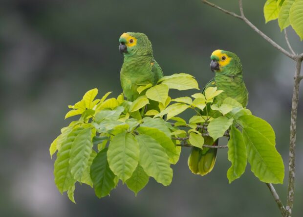 Two vibrant green parrots perched on tree branches surrounded by fresh green leaves