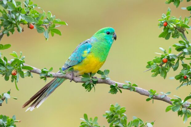 A colorful parrot perched on a branch surrounded by green leaves and small red berries