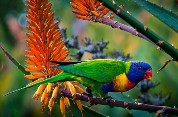 A colorful parrot perched on a branch with vibrant green and blue feathers amidst orange flowers