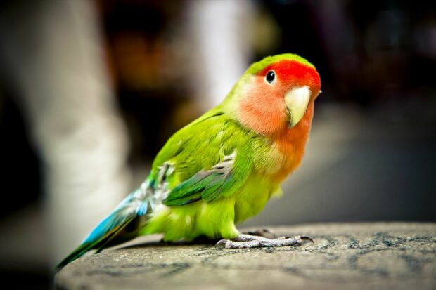 A colorful parrot with green and red feathers perched on a stone surface