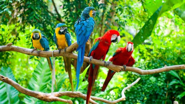 Colorful parrots perched on branches in a lush green forest setting