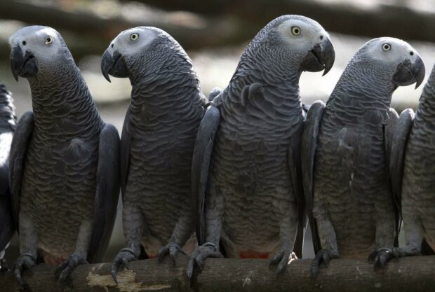 Four African grey parrots sitting closely together on a wooden branch
