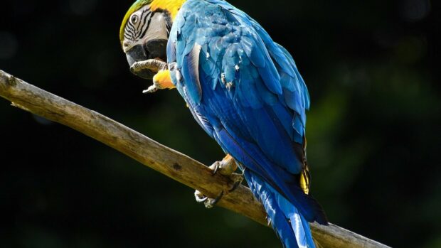 A blue and yellow parrot perched on a branch showing detailed feathers