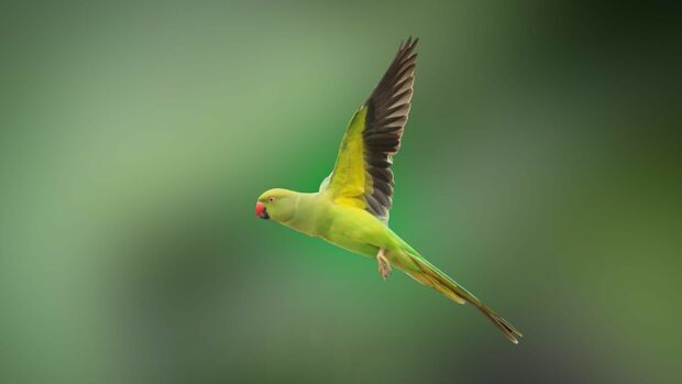 Green parrot in mid flight with detailed feathers against a smooth green background