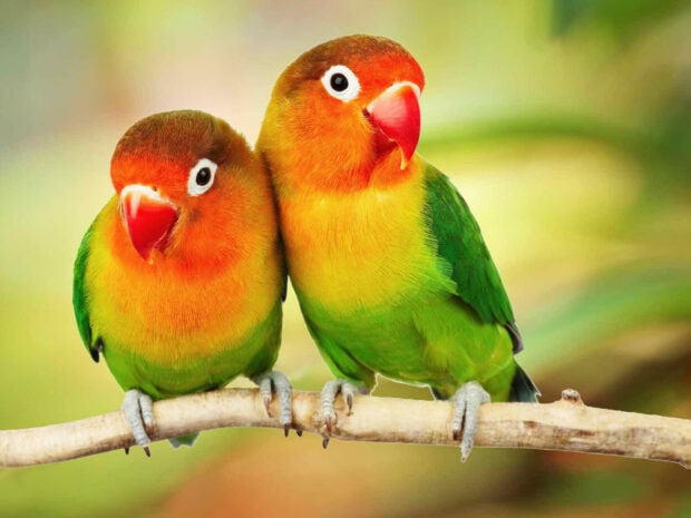 Two colorful parrot sitting closely on a branch in vibrant green and orange feathers