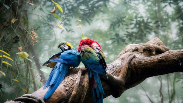 Two colorful parrots perched closely together on a tree branch in the forest
