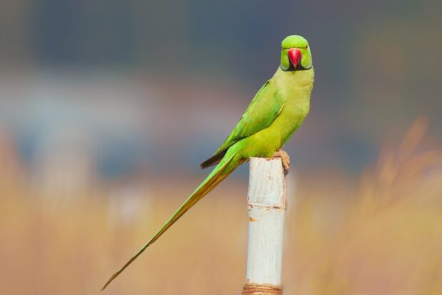 Green parrot perched on a white post in a natural setting with a blurred background