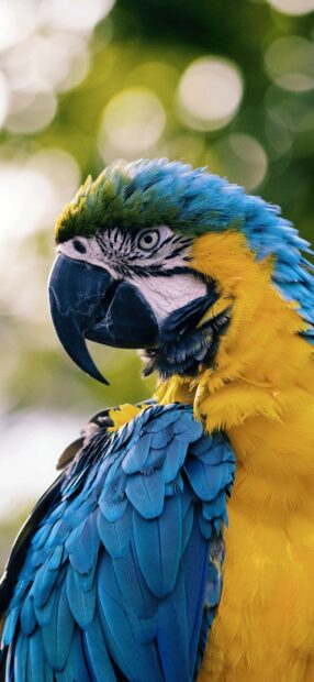 A vibrant parrot with blue and yellow feathers close up showing detailed plumage