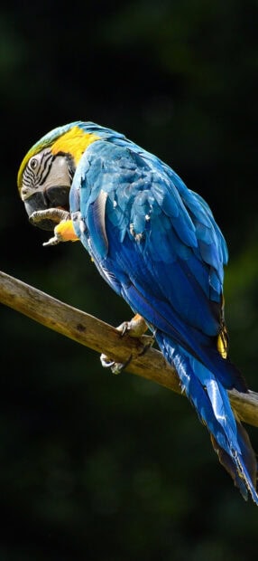 Blue and yellow parrot perched on a branch in natural setting