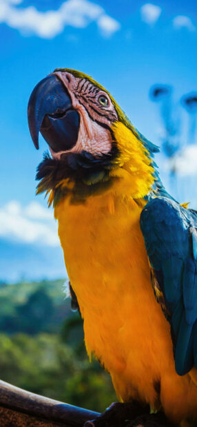A close up of a colorful parrot perched with a clear sky background