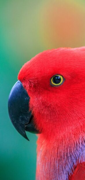 Close up of red parrot showing detailed feathers and sharp beak