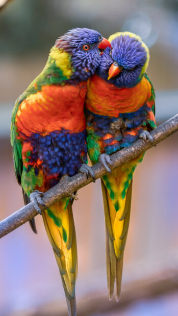 Two colorful parrots perched closely on a branch showing bright feathers and vivid colors