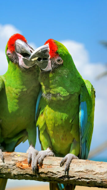 Two green macaw parrots showing affection on a tree branch