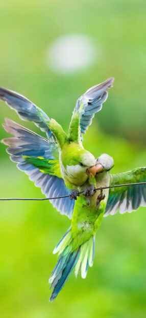 Two parrots interacting on a wire in a natural green setting