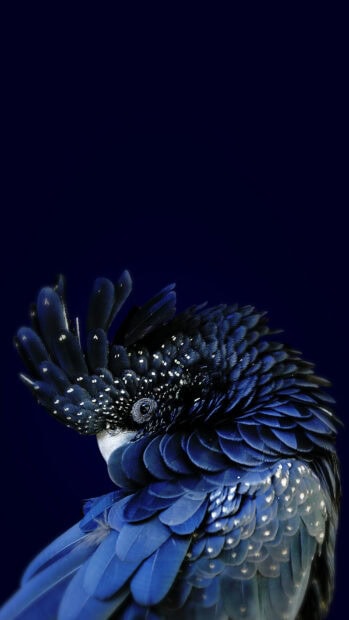 Black cockatoo parrot feathers with dark blue hues and white spots close up view