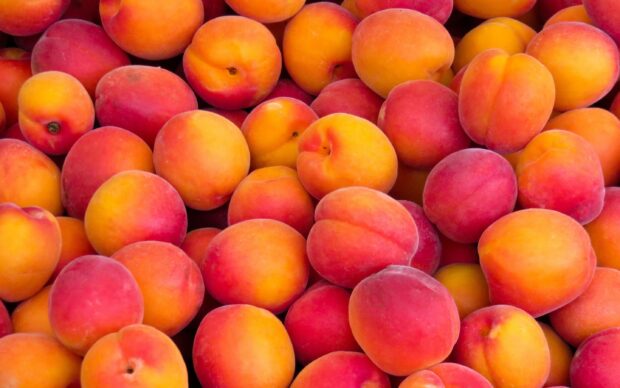 A close up of ripe peach fruits freshly harvested on display
