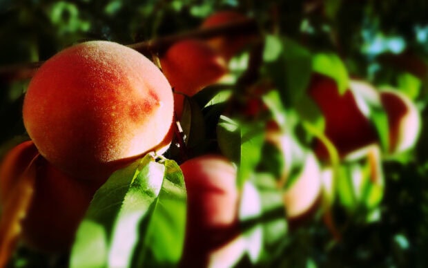 A ripe peach hanging on a branch surrounded by green leaves in natural sunlight