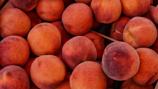 A close up view of ripe fresh peaches with soft fuzzy skin
