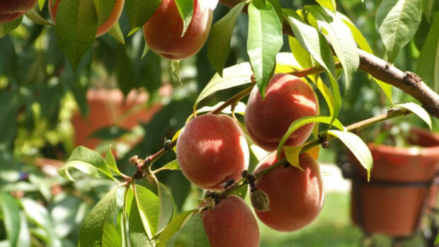 Ripe peach fruits growing on a tree branch with green leaves in bright sunlight