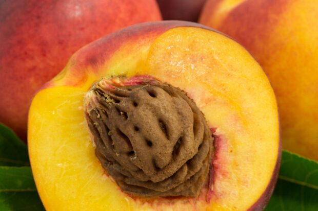 Close up view of fresh peach seed inside the ripe peach fruit on a green leaf