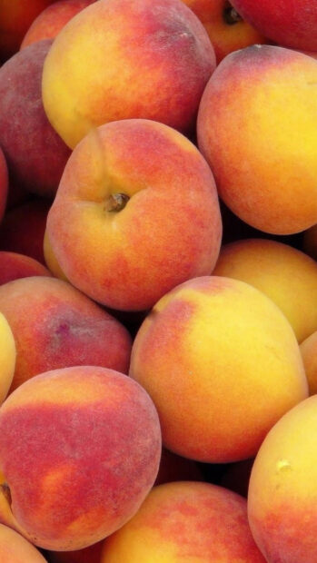 Fresh ripe peach fruits close up with natural fuzzy skin texture