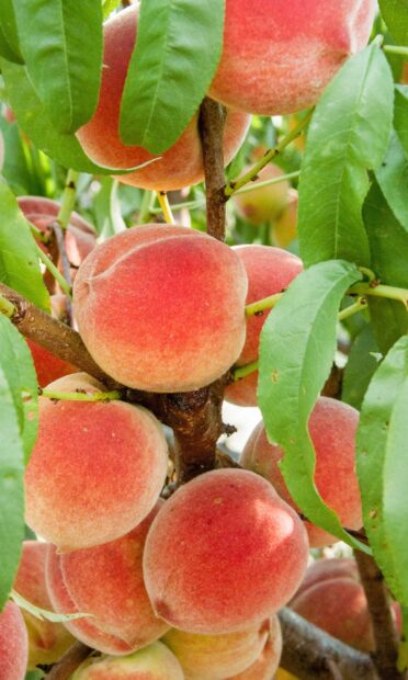Fresh ripe peach fruits hanging on the tree with green leaves