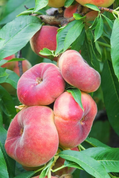 Fresh flat peach fruits hanging on the tree with green leaves in the orchard