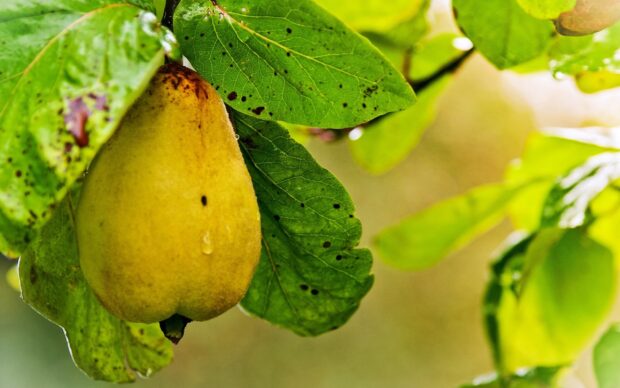 A ripe pear hanging from a tree surrounded by vibrant green leaves