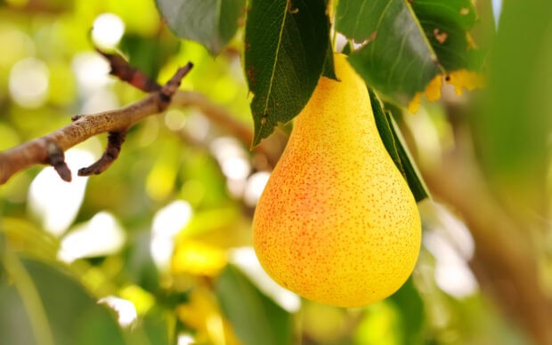 A ripe pear hanging from a tree branch surrounded by green leaves and natural sunlight