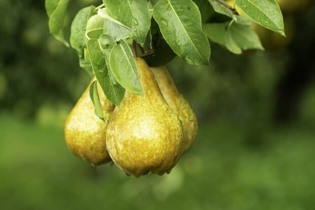 Ripe pears hanging from a tree branch with green leaves in a natural setting