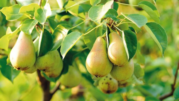 Fresh pear hanging on a tree branch surrounded by green leaves