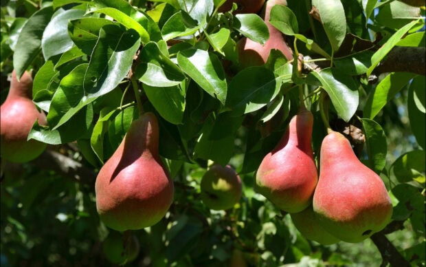 Ripe pear hanging from a tree branch surrounded by green leaves