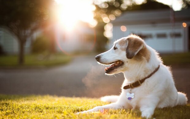 A happy dog resting on grass in the warm sunlight with a collar tag visible