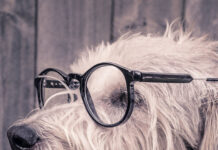 A cute dog wearing glasses and a plaid collar is sitting facing sideways with closed eyes