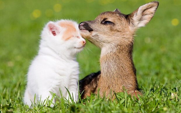 A kitten and a young deer showing affection in the grass field