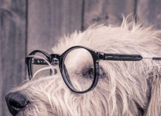 A cute dog wearing glasses and a plaid collar is sitting facing sideways with closed eyes