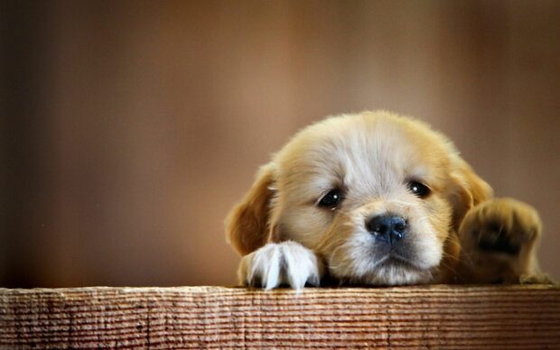 Cute puppy resting its paws on a wooden surface with a soft blurred background