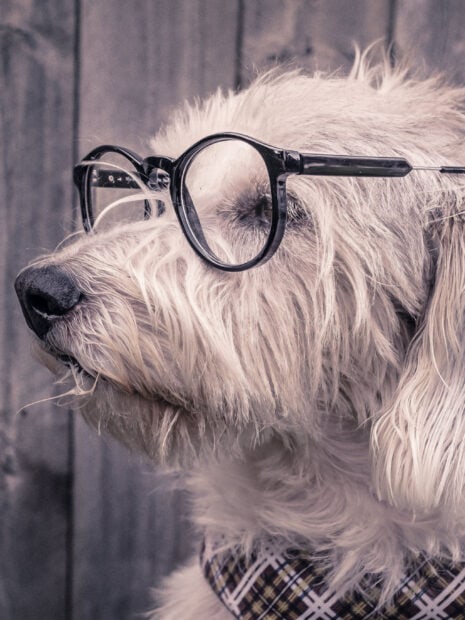 A cute dog wearing glasses and a plaid collar is sitting facing sideways with closed eyes