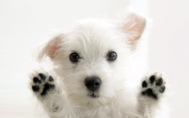 Cute white puppy showing paws with soft fur and bright eyes