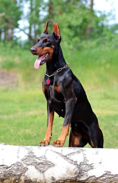 Doberman pinscher standing on a white log in a green outdoor setting with a collar on its neck