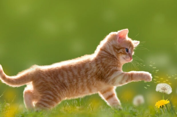 Orange tabby kitten playing with dandelion seeds in grassy field