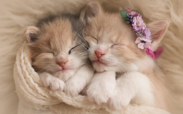 Two adorable kittens sleeping peacefully together wrapped in a cozy blanket