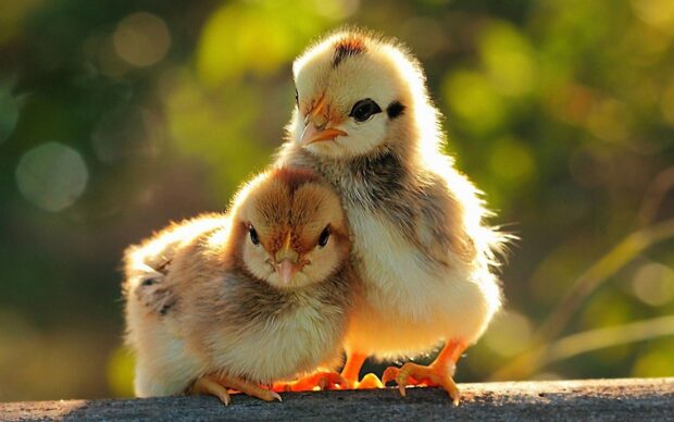 Two chicks close together with soft feathers in warm light