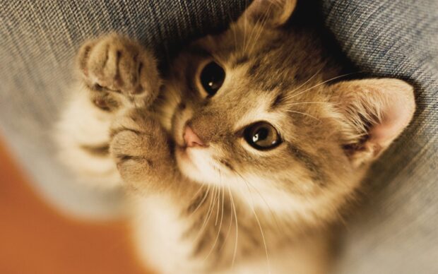Cute kitten playing with paws raised in soft natural light