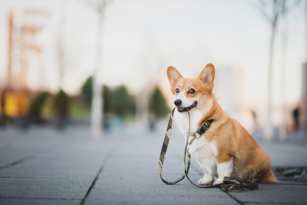 A corgi dog holding a leash in its mouth sitting on the sidewalk in the city