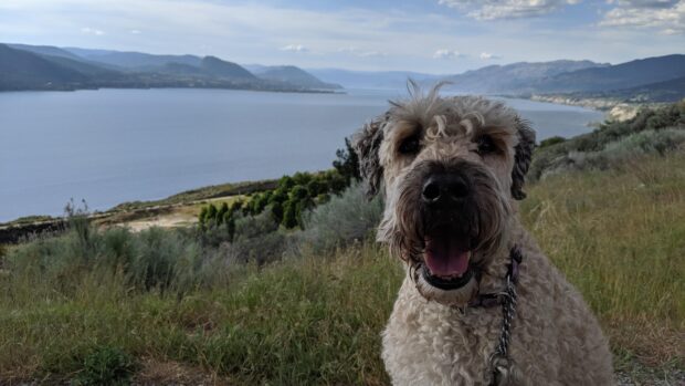 A curly dog sitting on a grassy hill near a lake with mountains in the background