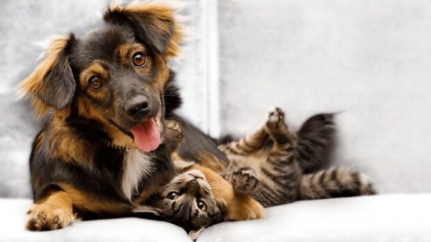 A playful dog and a cat cuddling together on a white couch with pets in a cozy setting
