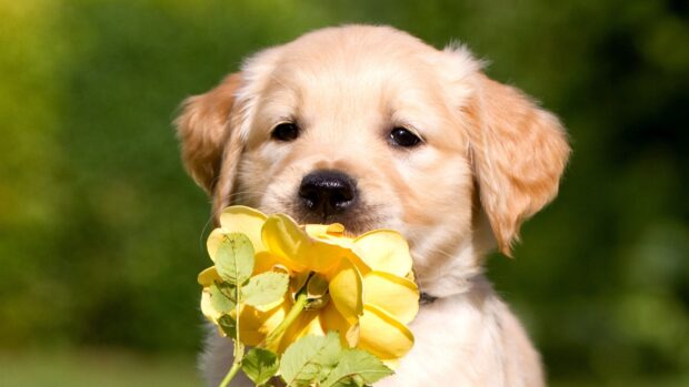 Golden retriever puppy holding a yellow flower in its mouth in the garden