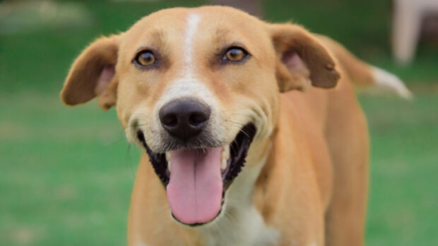 Happy dog with tongue out enjoying outdoor play session